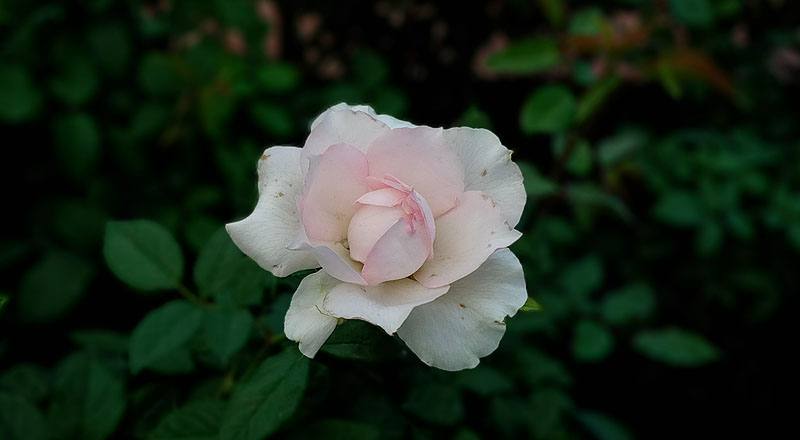 玫瑰 夏琍瑪 (圖片2)