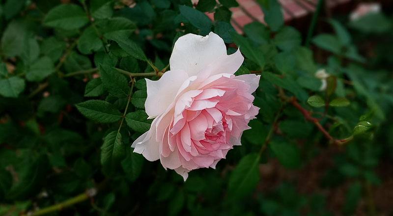 玫瑰 夏琍瑪 (圖片6)