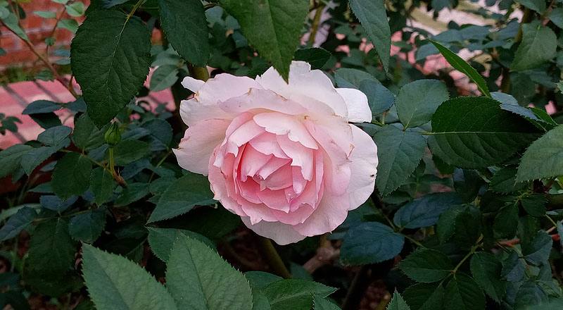 玫瑰 夏琍瑪 (圖片1)