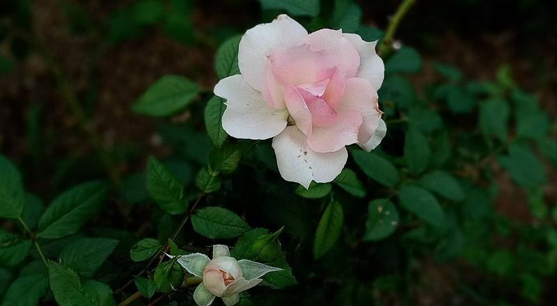 玫瑰 夏琍瑪 (圖片5)