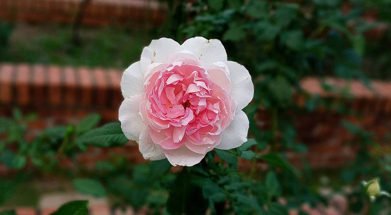 玫瑰 夏琍瑪 (圖片3)