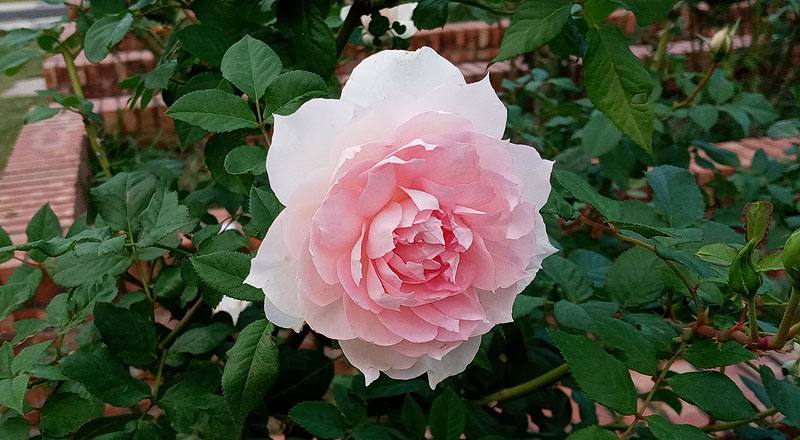 玫瑰 夏琍瑪 (圖片4)