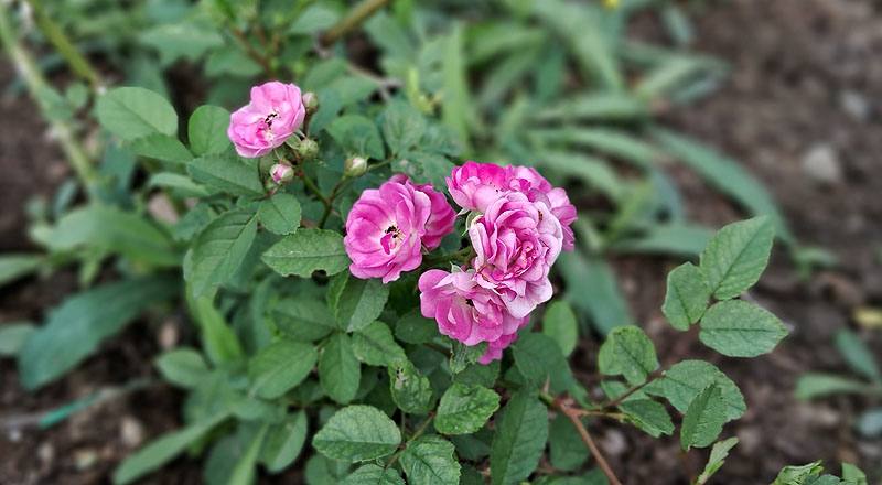 玫瑰 桃樂絲 (圖片7)