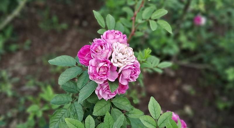 玫瑰 桃樂絲 (圖片8)