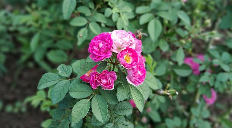 玫瑰 桃樂絲 (圖片9)