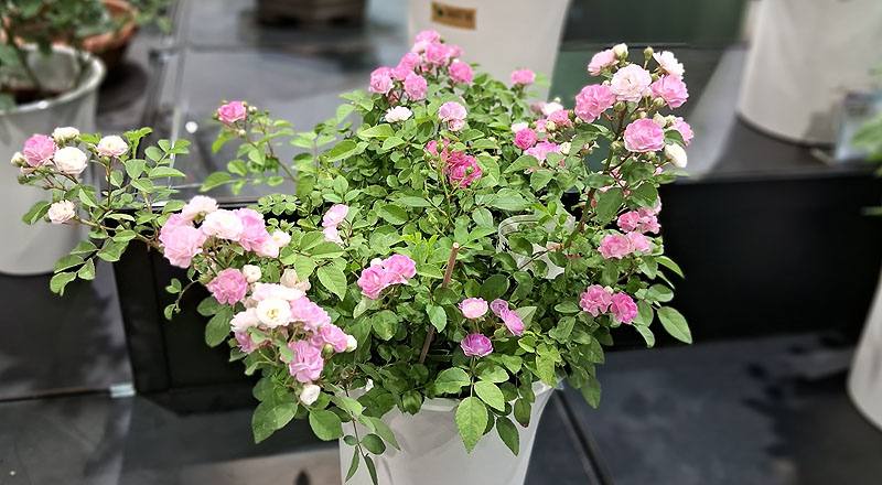 玫瑰 桃樂絲 (圖片1)