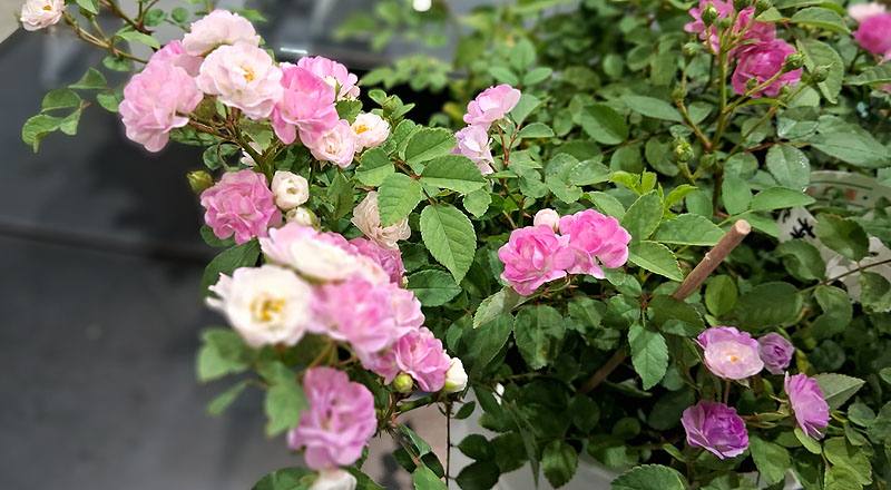 玫瑰 桃樂絲 (圖片2)