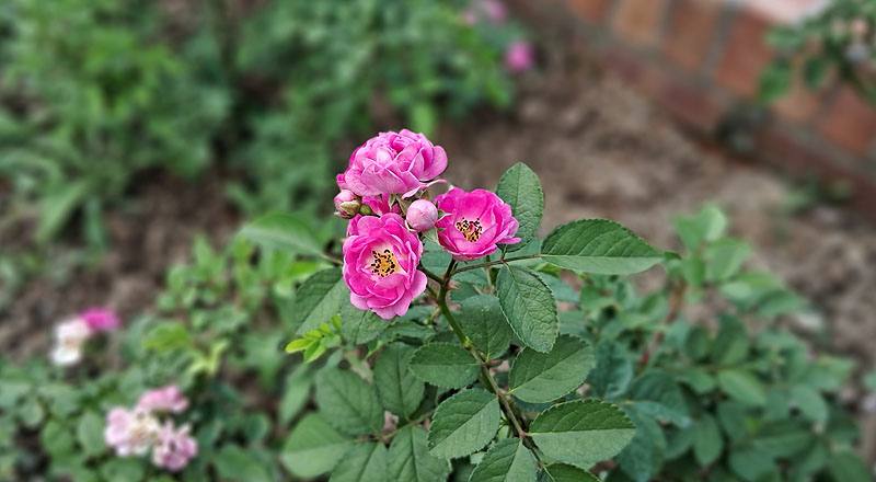 玫瑰 桃樂絲 (圖片6)