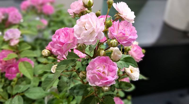 玫瑰 桃樂絲 (圖片3)