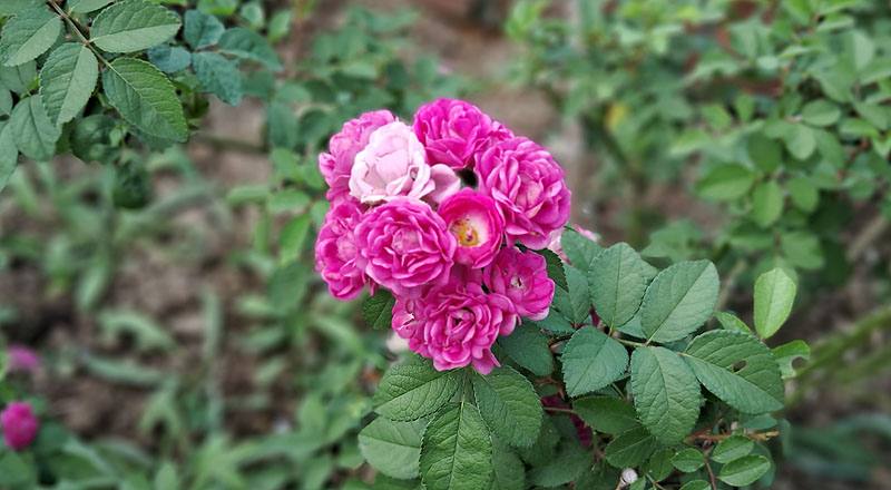 玫瑰 桃樂絲 (圖片5)