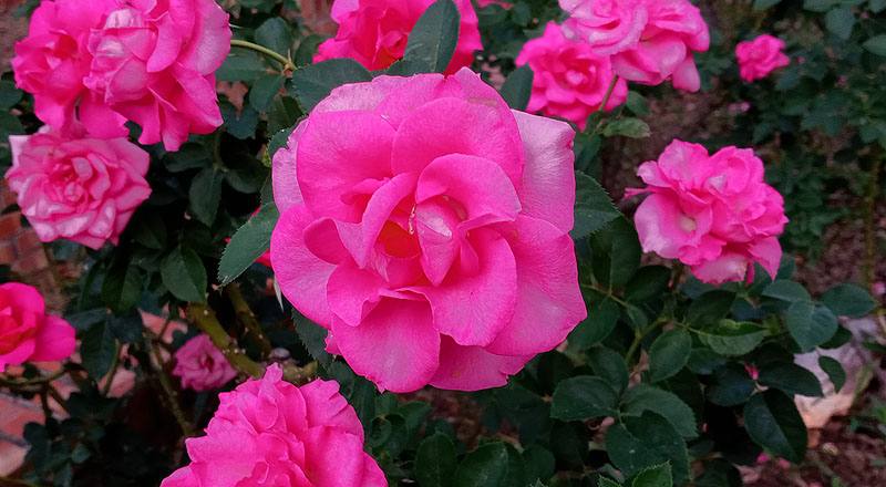 玫瑰 烏拉拉 (圖片1)