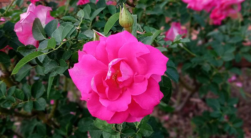 玫瑰 烏拉拉 (圖片2)