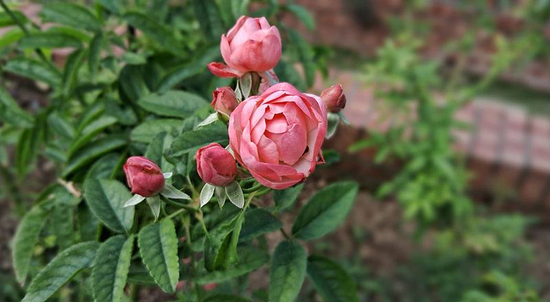 玫瑰 粉露斯塔 (圖片3)