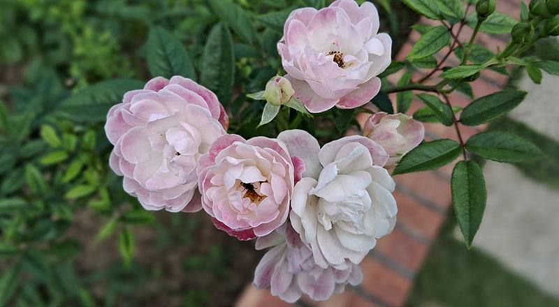 玫瑰 粉露斯塔 (圖片2)