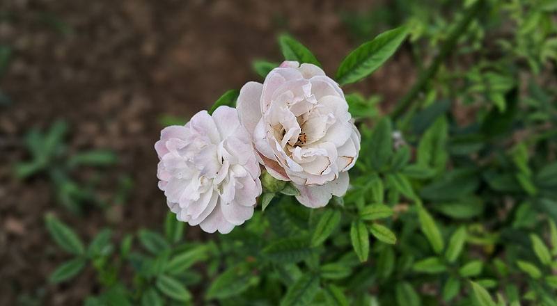 玫瑰 粉露斯塔 (圖片5)