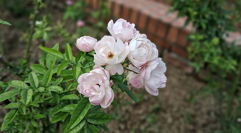 玫瑰 粉露斯塔 (圖片4)