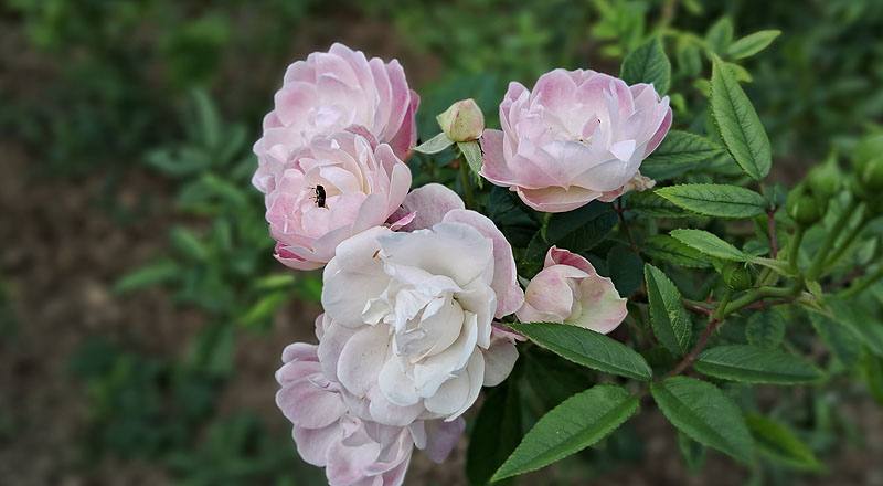 玫瑰 粉露斯塔 (圖片1)