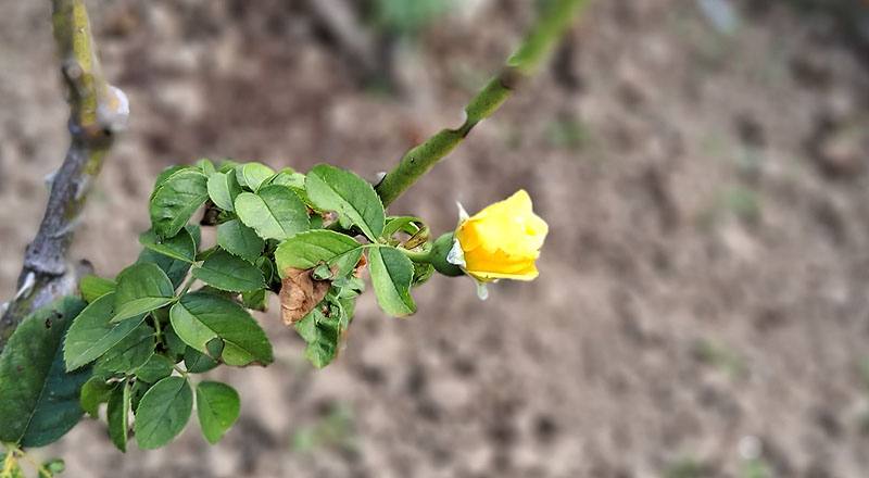 玫瑰 茱莉亞查爾德 (圖片6)