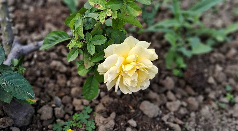 玫瑰 茱莉亞查爾德 (圖片1)