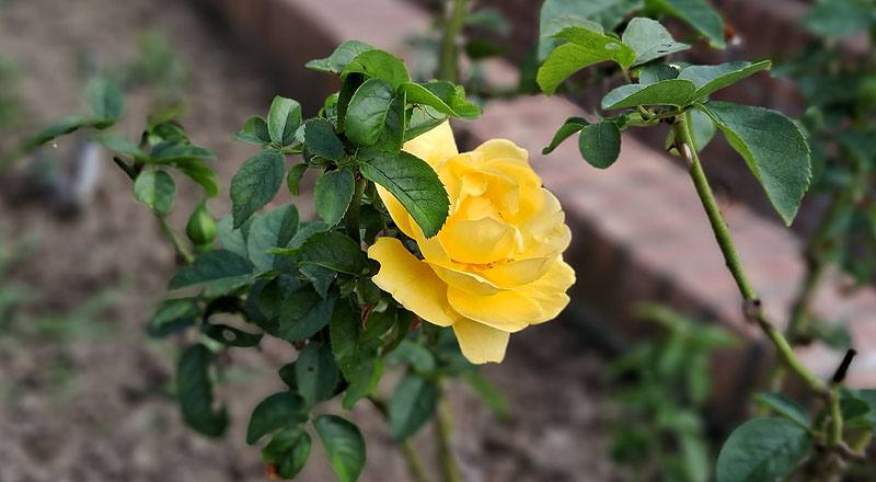 玫瑰 茱莉亞查爾德 (圖片4)