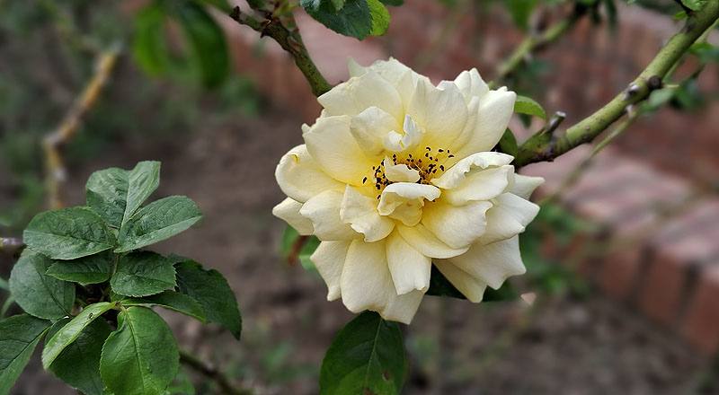 玫瑰 茱莉亞查爾德 (圖片2)
