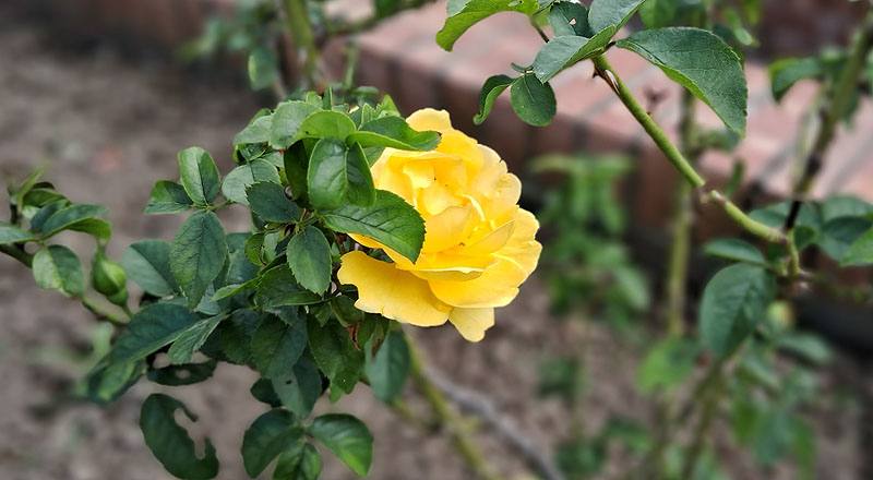 玫瑰 茱莉亞查爾德 (圖片3)