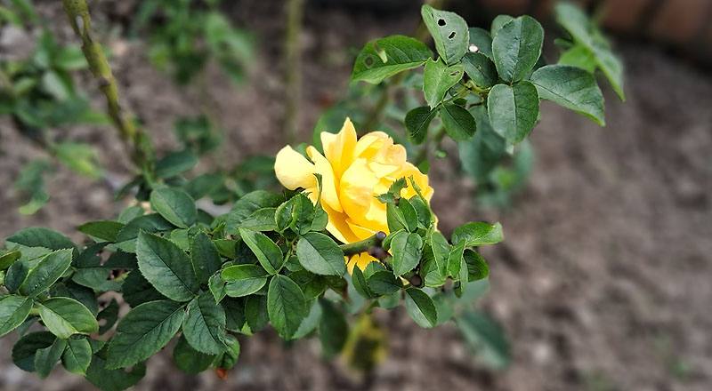 玫瑰 茱莉亞查爾德 (圖片5)