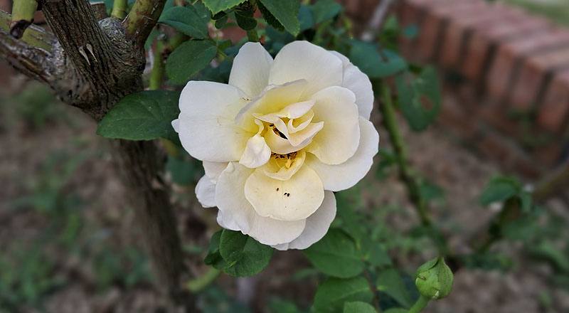 玫瑰 茱麗葉 (圖片2)