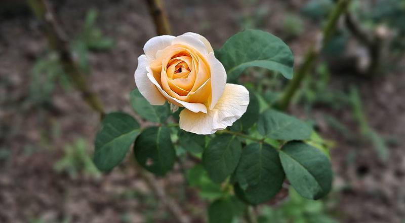 玫瑰 茱麗葉 (圖片8)