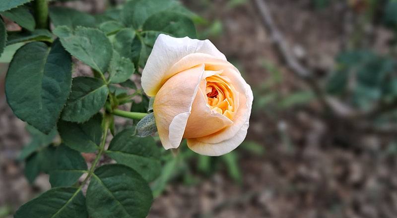 玫瑰 茱麗葉 (圖片6)