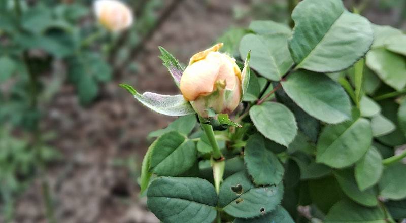 玫瑰 茱麗葉 (圖片3)