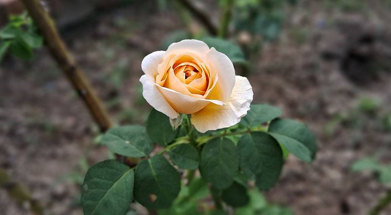 玫瑰 茱麗葉 (圖片7)