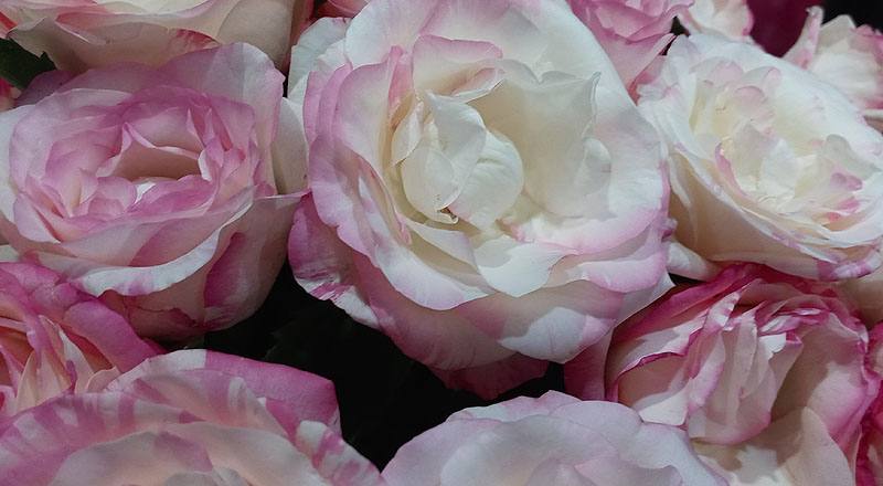 玫瑰 草莓牛奶 (圖片8)