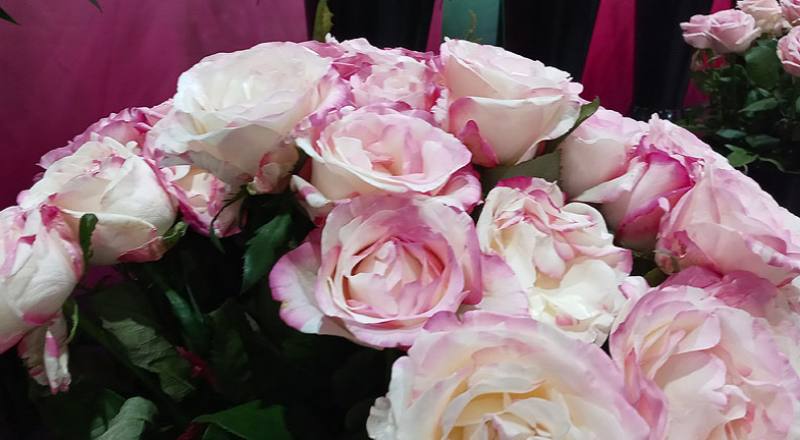 玫瑰 草莓牛奶 (圖片3)