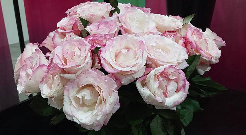 玫瑰 草莓牛奶 (圖片4)