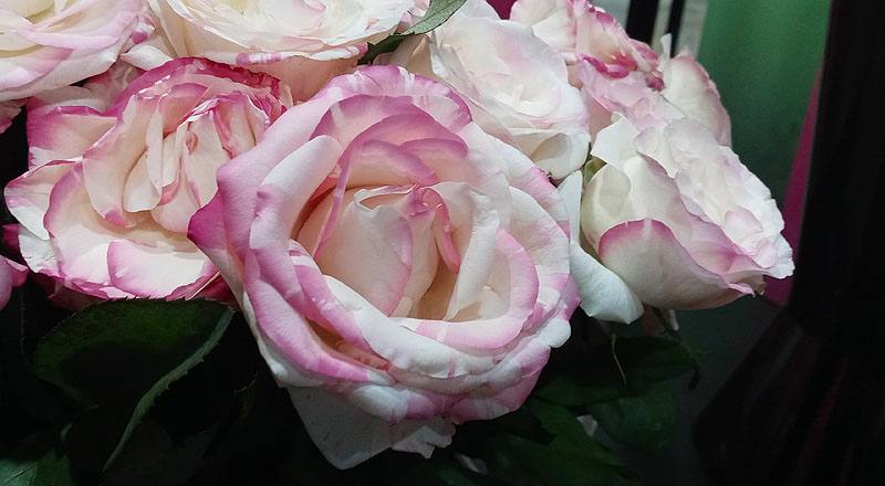 玫瑰 草莓牛奶 (圖片7)