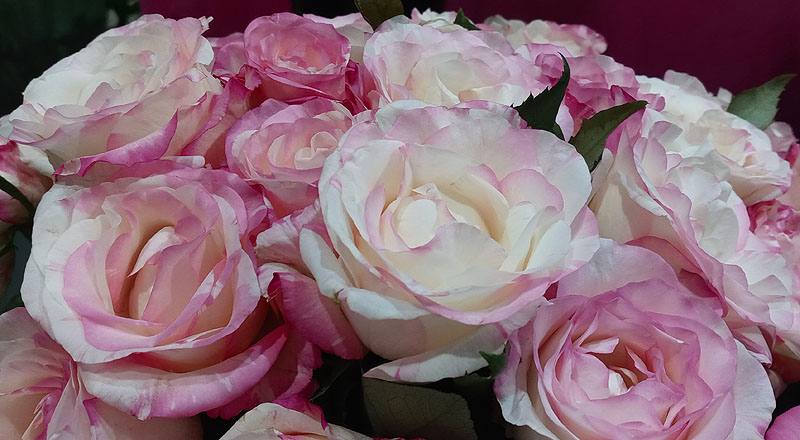 玫瑰 草莓牛奶 (圖片6)