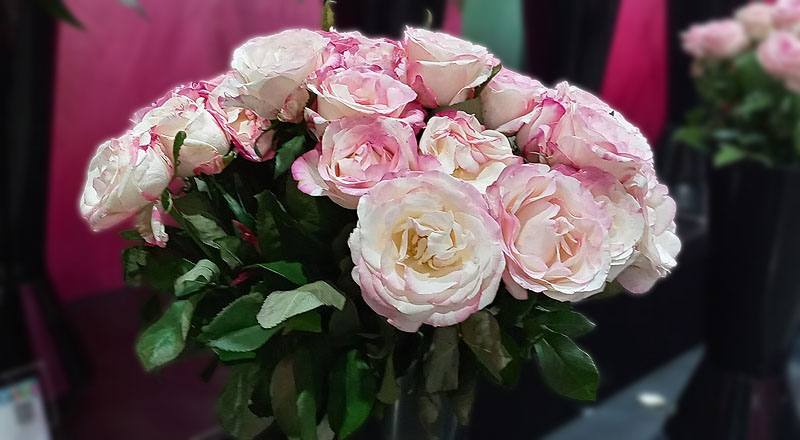 玫瑰 草莓牛奶 (圖片2)