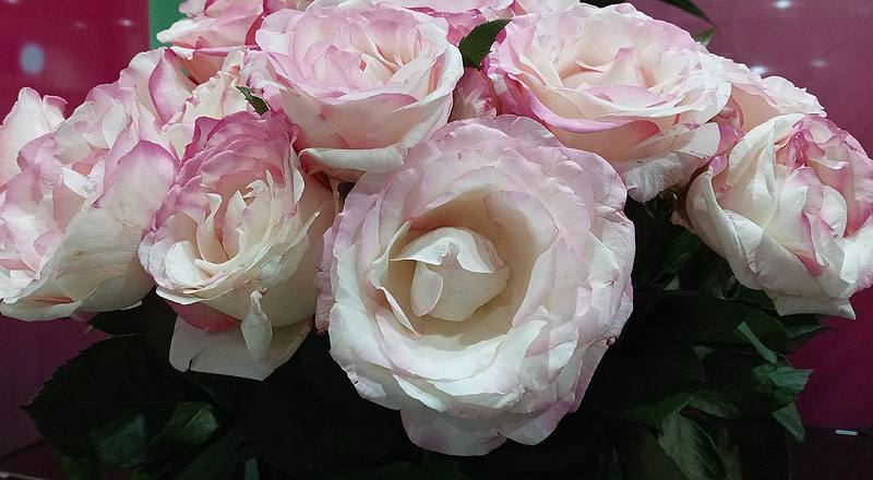 玫瑰 草莓牛奶 (圖片5)