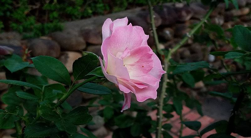 玫瑰 馬蒂蓮達 (圖片2)