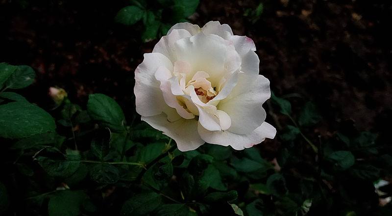 玫瑰 馬蒂蓮達 (圖片4)