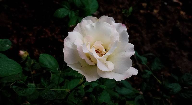 玫瑰 馬蒂蓮達 (圖片3)