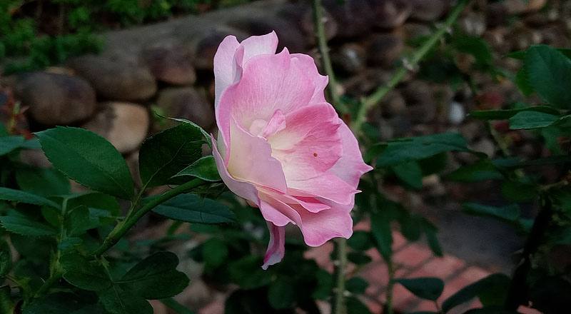 玫瑰 馬蒂蓮達 (圖片1)