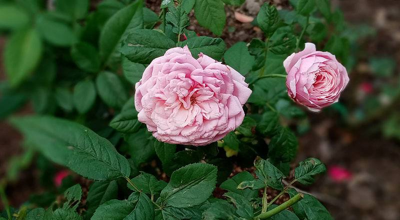 玫瑰 甜蜜 (圖片1)