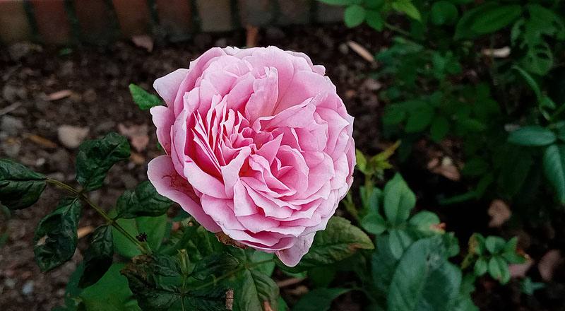 玫瑰 甜蜜 (圖片4)