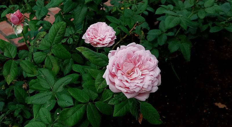 玫瑰 甜蜜 (圖片3)