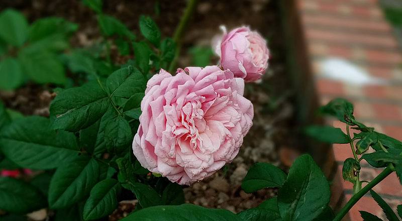 玫瑰 甜蜜 (圖片2)