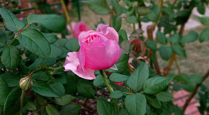 玫瑰 凱麗 (圖片2)