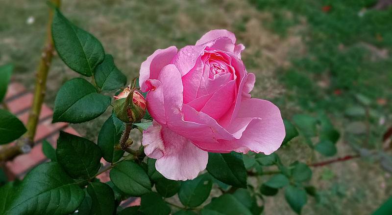 玫瑰 凱麗 (圖片3)