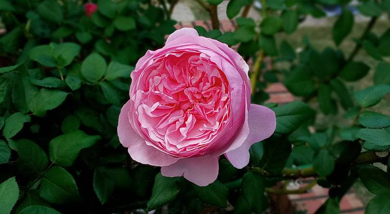 玫瑰 凱麗 (圖片1)